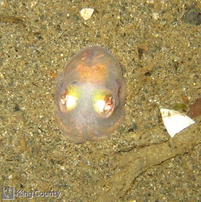Photo of Rossia pacifica